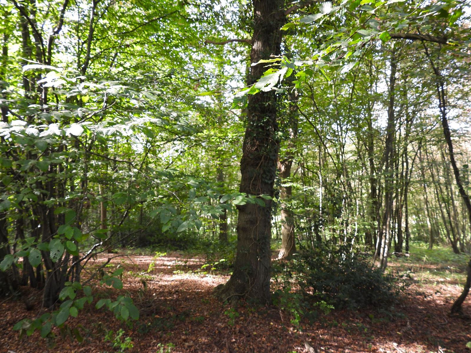 Découvrez les forêts à vendre en Belgique